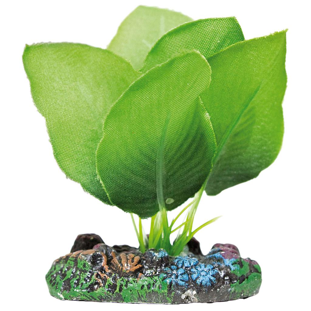 Anubias de AQUATIC PLANTS (SEDA) verde 7cm