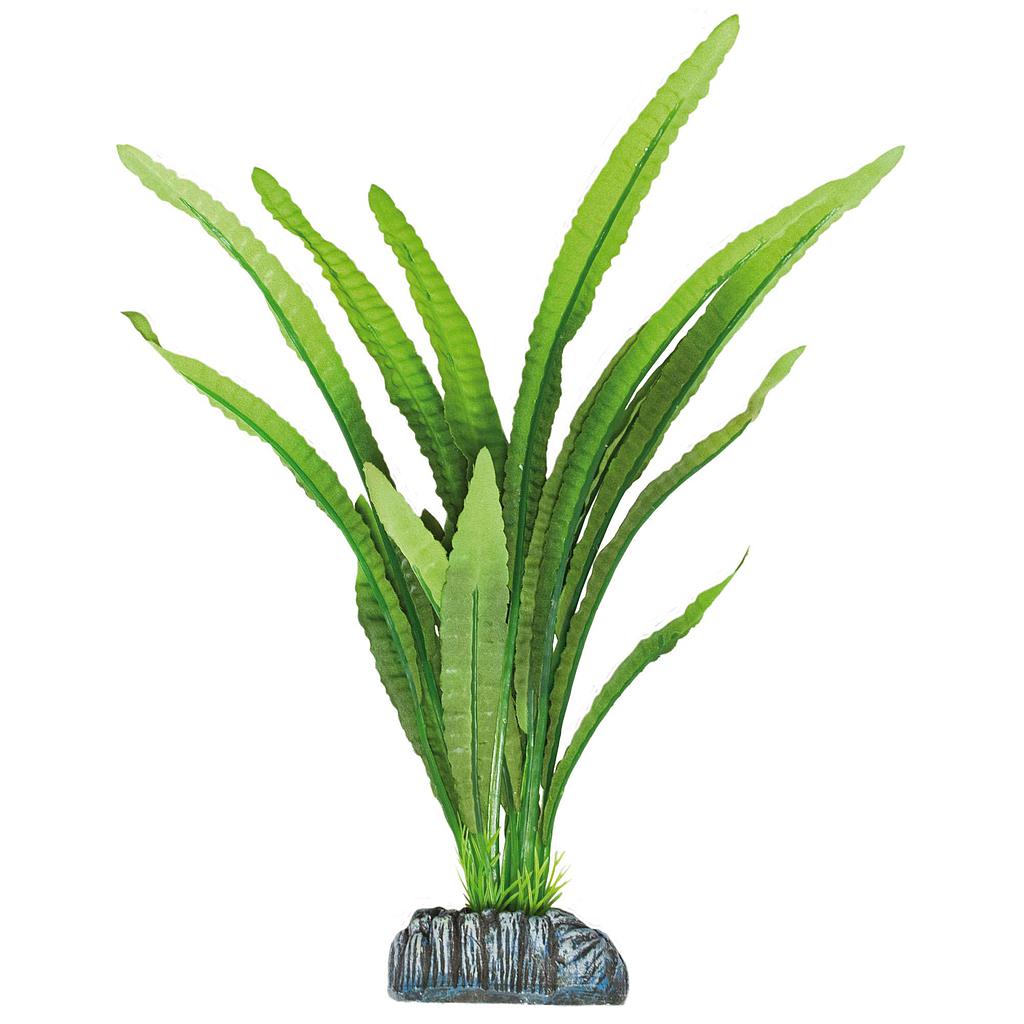 Echinodorus magdalenensis de AQUATIC PLANTS (SEDA) verde 30,5cm