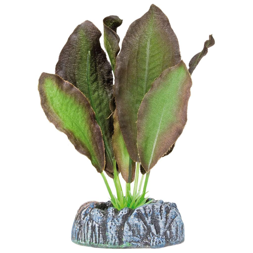 Echinodorus de AQUATIC PLANTS (SEDA) marrón 11cm