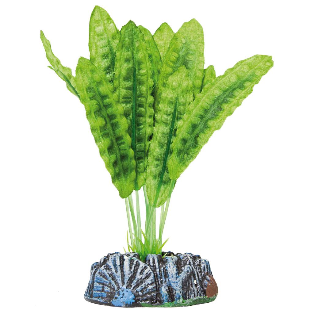 Aponogeton de AQUATIC PLANTS (SEDA) verde 20cm