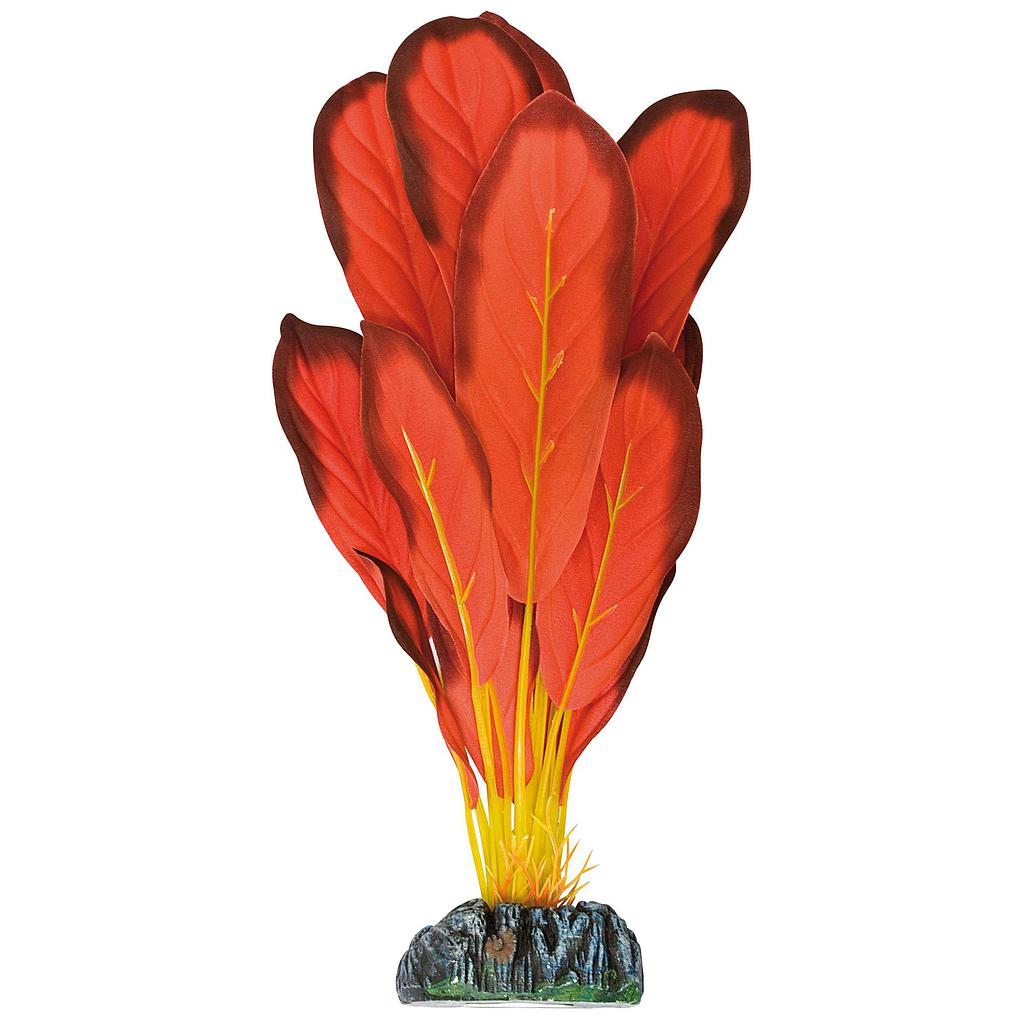 Echinodorus de AQUATIC PLANTS (SEDA) rojo 20cm