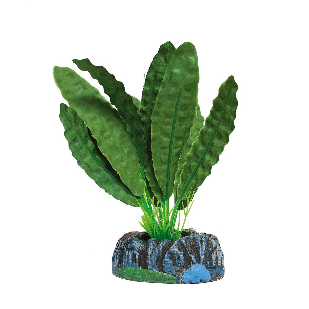 Aponogeton de AQUATIC PLANTS (SEDA) verde 14cm