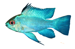 RAMIREZI AZUL ELECTRICO (Microgeophagus ramirezi)