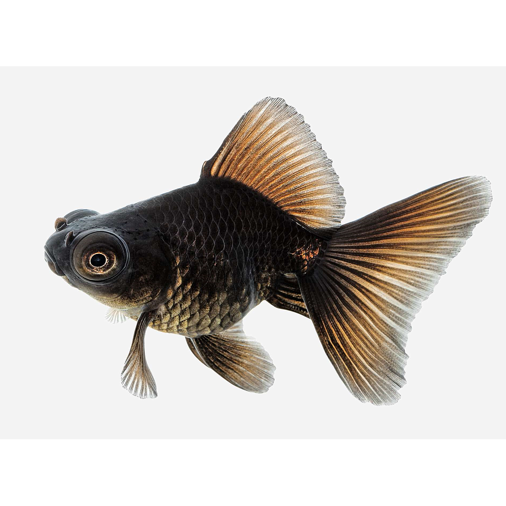 TELESCOPICO NEGRO (Carassius auratus)