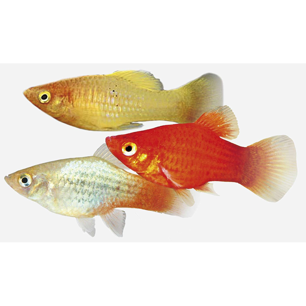 PLATY Surtido (Xiphophorus maculatus)