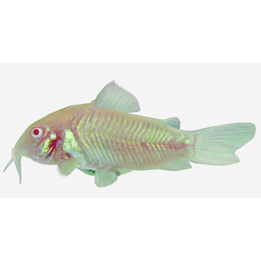 CORIDORA ALBINA (CORYDORAS AENEUS)