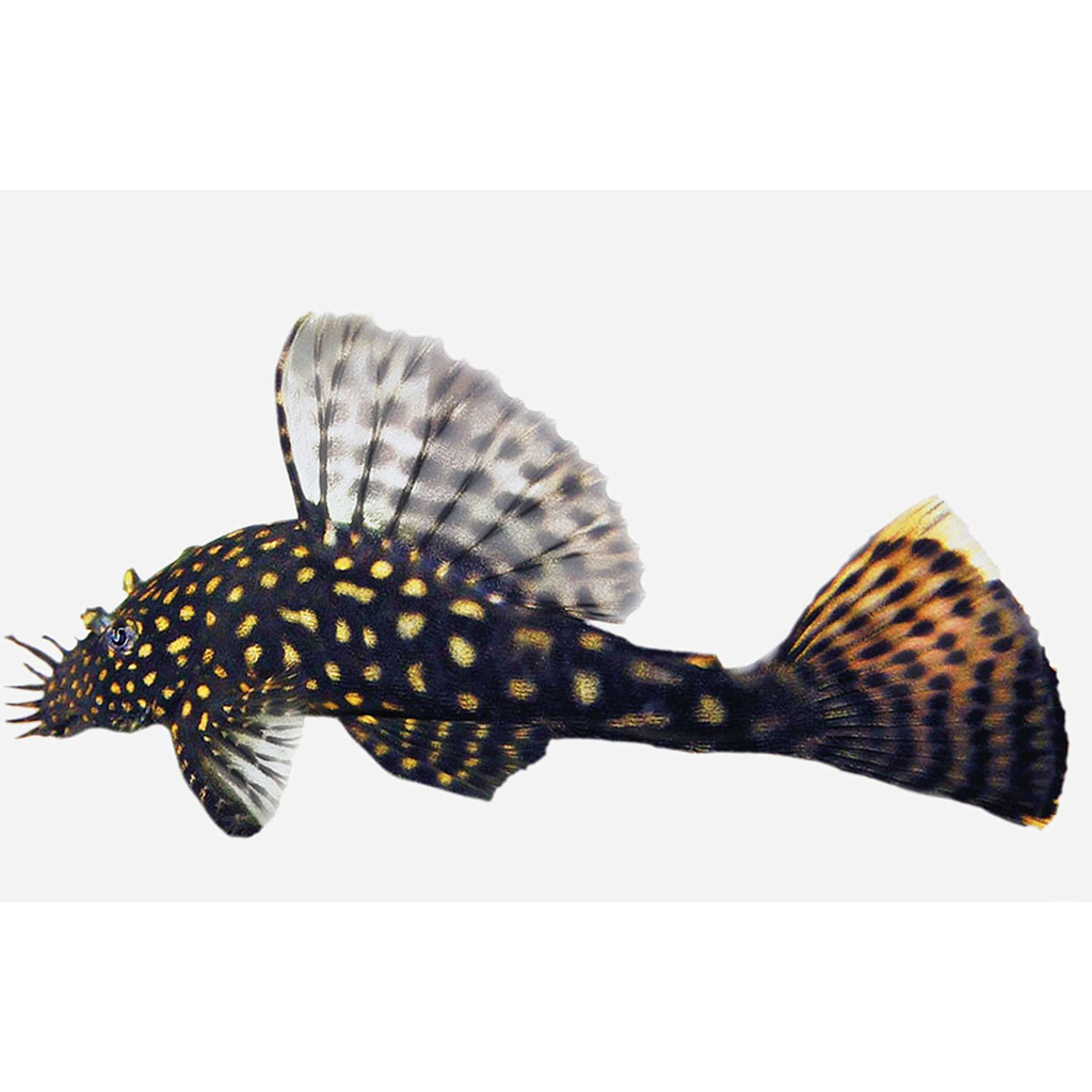 ANCISTRUS MOTEADO (Ancistrus dolichopterus)