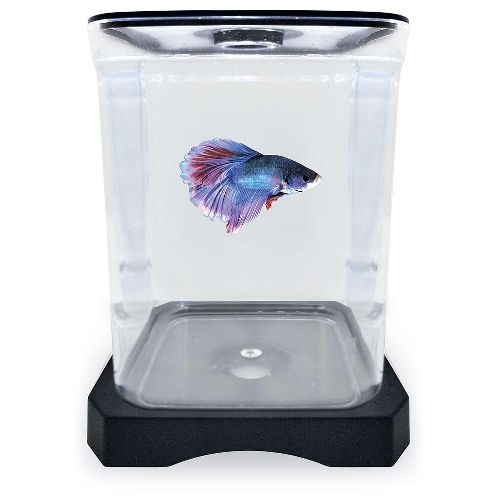 Betera negra ICA (1.5 l)